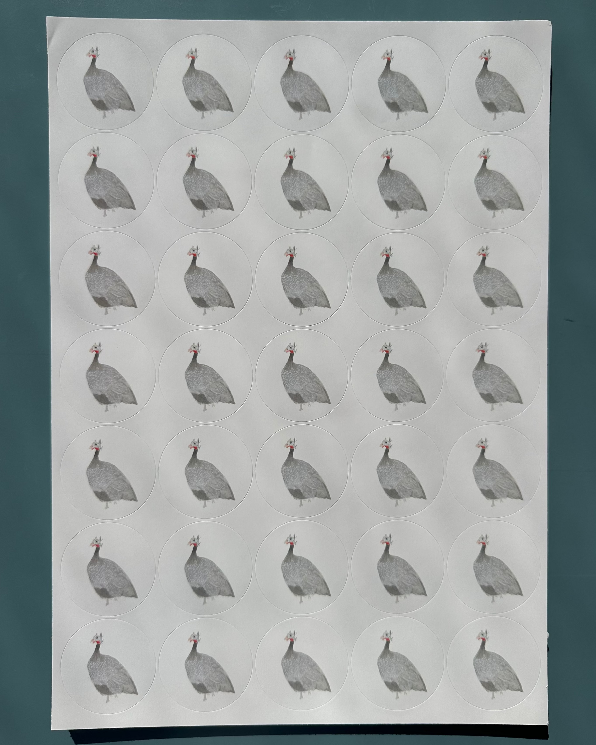 Chicken of the Bush Stickers